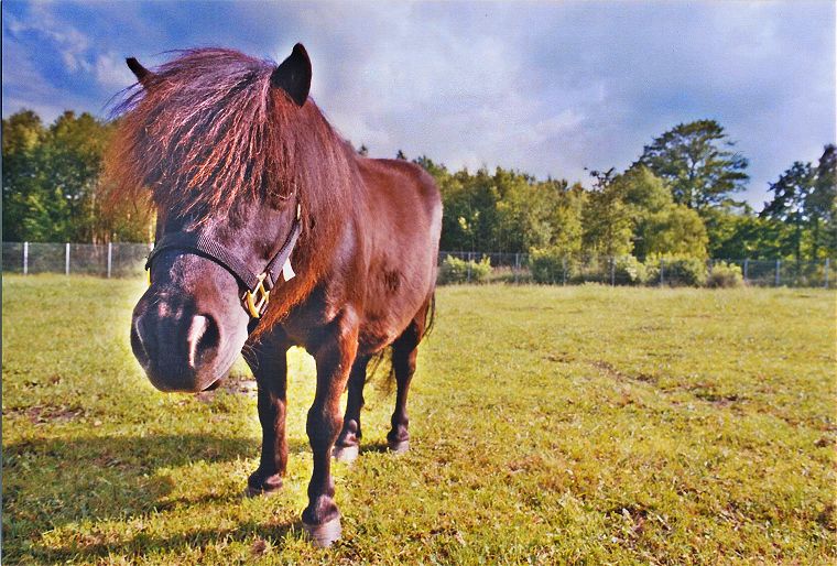 Haflinger - Schimmel - Appaloosa-Pferde - Fohlen - Pferde - Stuten - Hengste