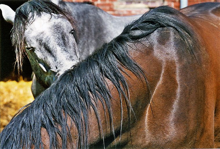 Haflinger - Stute und Fohlen