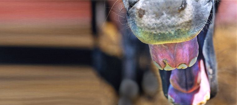 Pferdegebi&szlig; - Wieher - Haflinger - Pferde - Stuten - Hengste