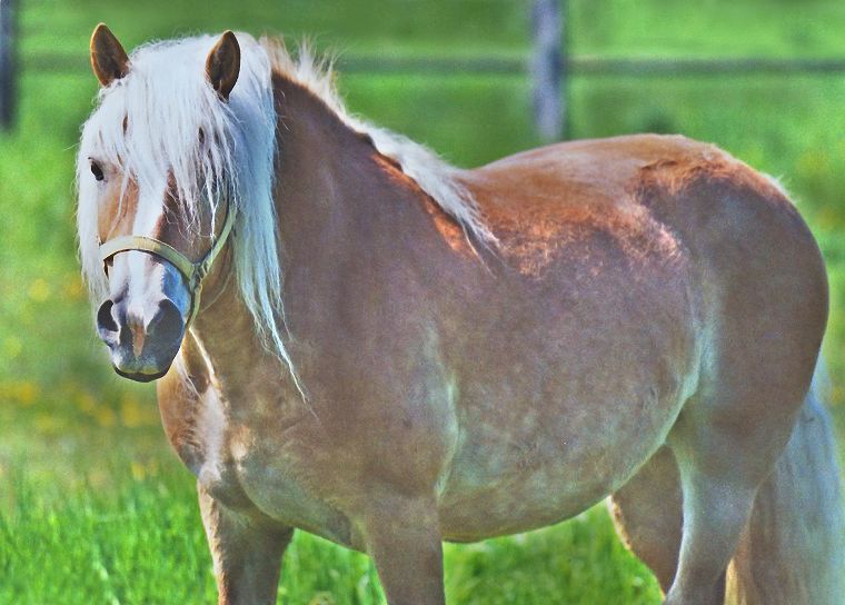Haflinger - Fohlen - Pferde - Stuten - Hengste
