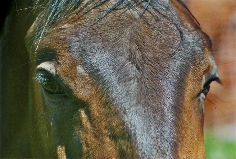 Haflinger - Pferde - Stuten - Hengste