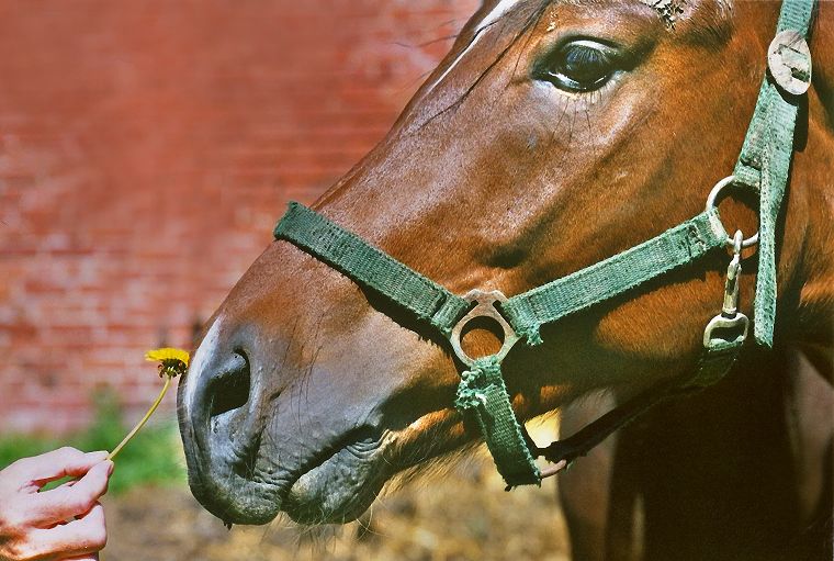 Haflinger - Schimmel - Appaloosa-Pferde - Fohlen - Pferde - Stuten - Hengste