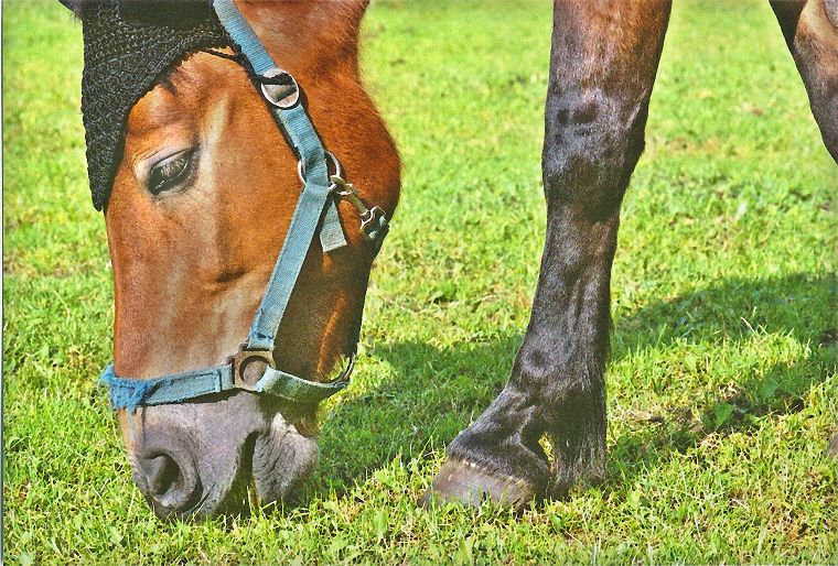 Haflinger - Schimmel - Appaloosa-Pferde - Fohlen - Pferde - Stuten - Hengste