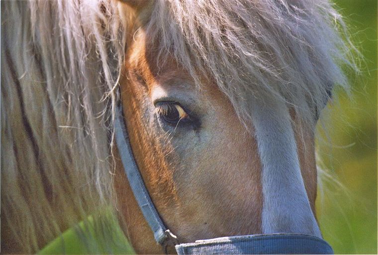 Haflinger - Stute und Fohlen