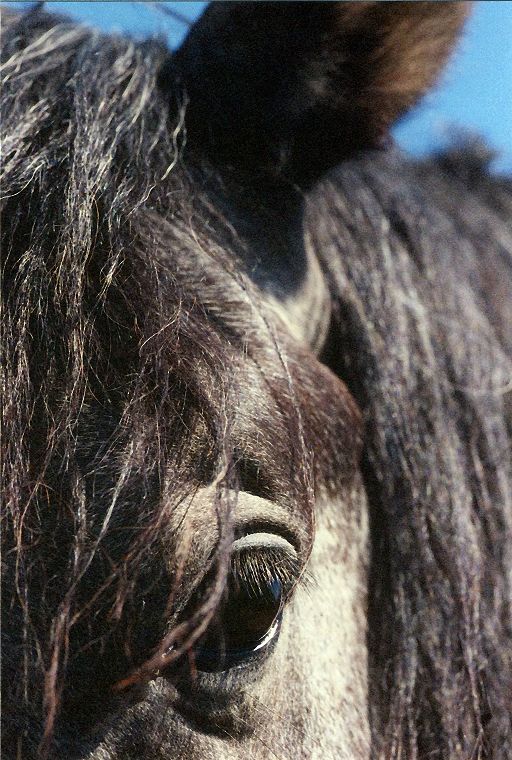 Haflinger - Fohlen - Pferde - Stuten - Hengste