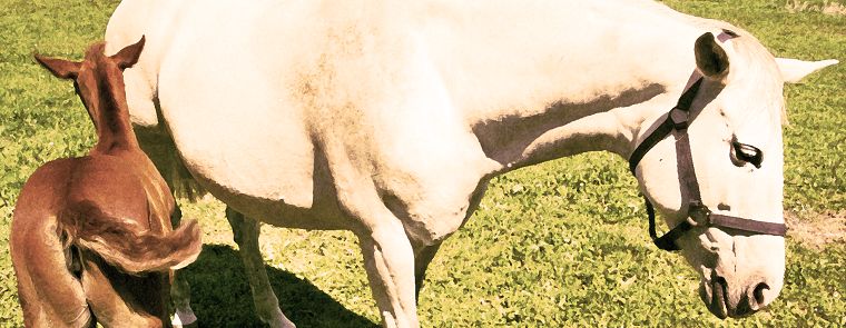 Haflinger - Stute und Fohlen