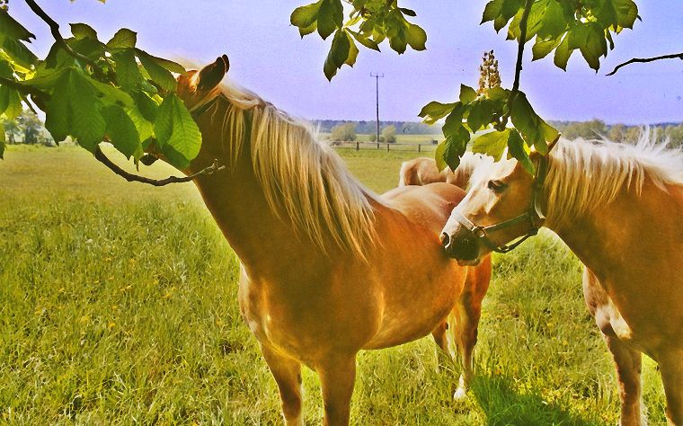 Haflinger - Fohlen - Pferde - Stuten - Hengste