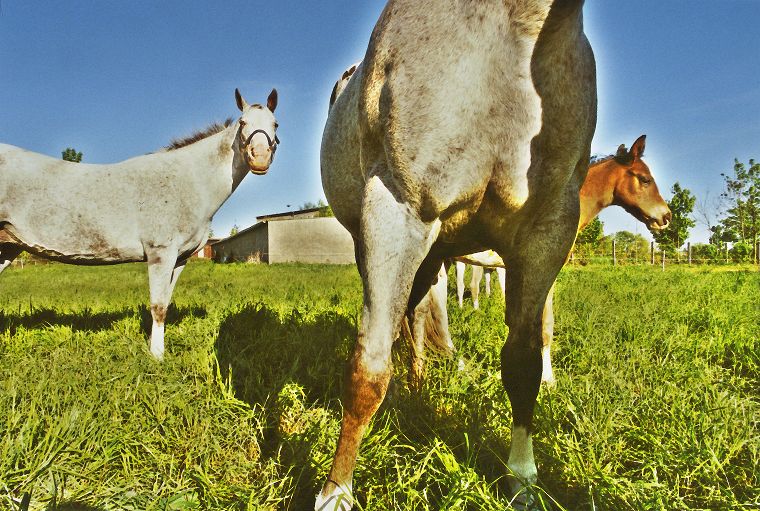 Haflinger - Schimmel - Appaloosa-Pferde - Fohlen - Pferde - Stuten - Hengste