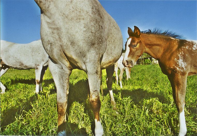 Haflinger - Fohlen - Pferde - Stuten - Hengste