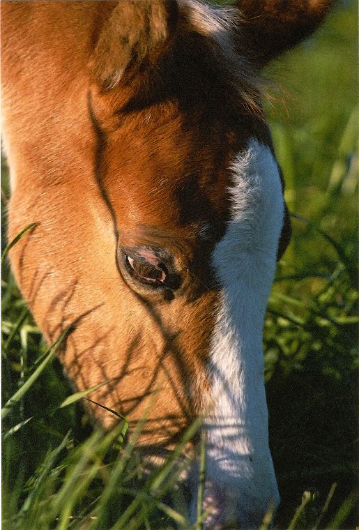 Haflinger - Schimmel - Appaloosa-Pferde - Fohlen - Pferde - Stuten - Hengste
