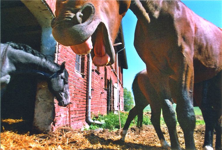 Haflinger - Schimmel - Appaloosa-Pferde - Fohlen - Pferde - Stuten - Hengste