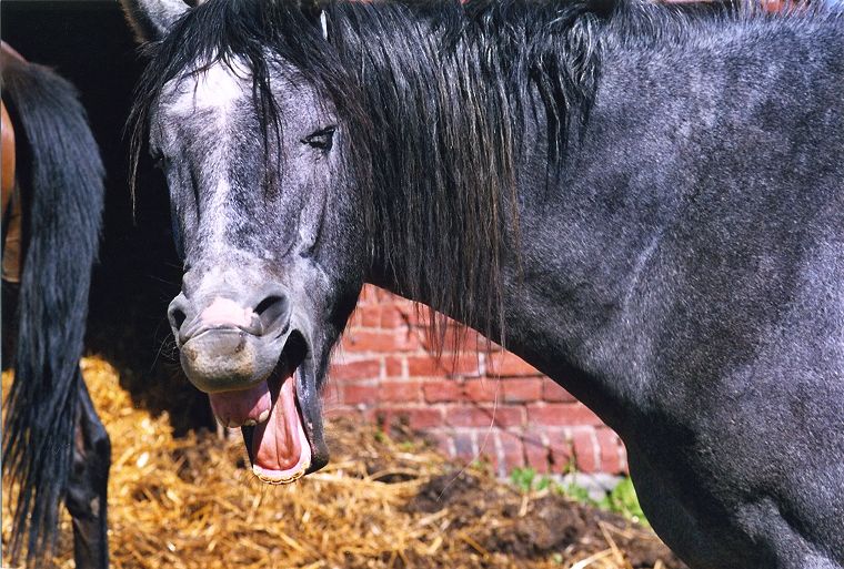 Haflinger - Schimmel - Appaloosa-Pferde - Fohlen - Pferde - Stuten - Hengste