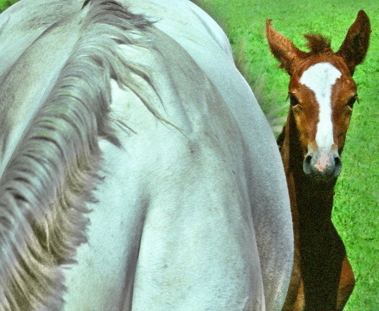 Haflinger - Schimmel - Appaloosa-Pferde - Fohlen - Pferde - Stuten - Hengste