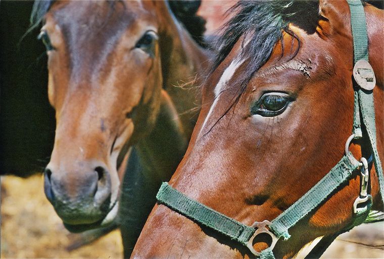 Haflinger - Stute und Fohlen