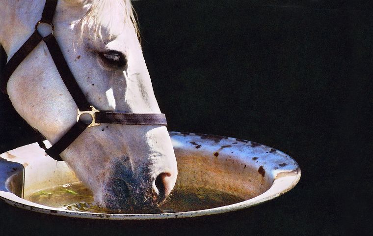 Haflinger - Pferde - Stuten - Hengste
