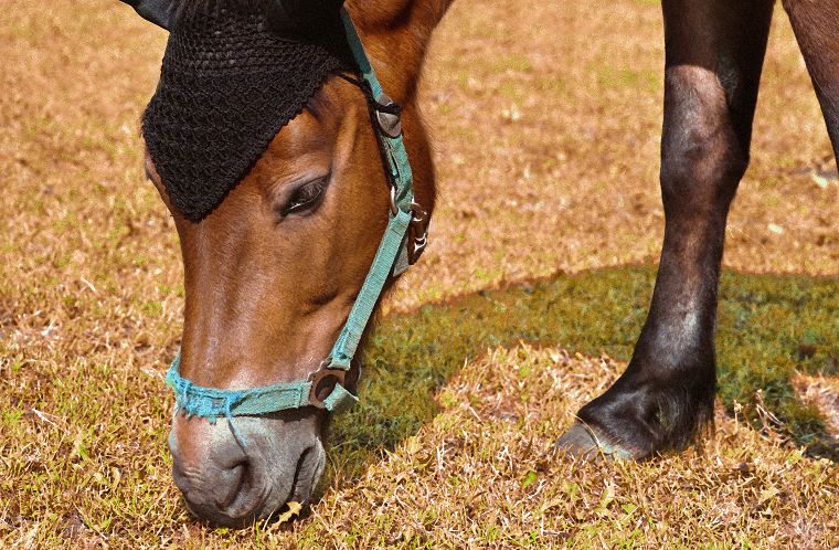 Haflinger - Fohlen - Pferde - Stuten - Hengste