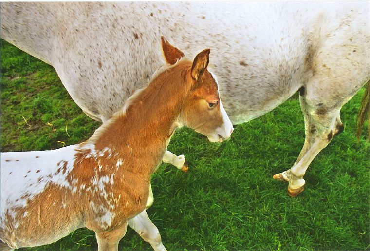 Haflinger - Schimmel - Appaloosa-Pferde - Fohlen - Pferde - Stuten - Hengste