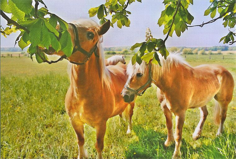 Haflinger - Schimmel - Appaloosa-Pferde - Fohlen - Pferde - Stuten - Hengste