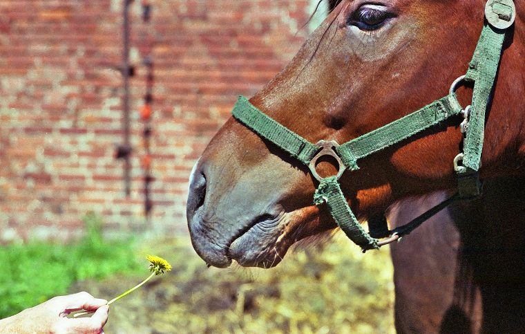 Haflinger - Schimmel - Appaloosa-Pferde - Fohlen - Pferde - Stuten - Hengste