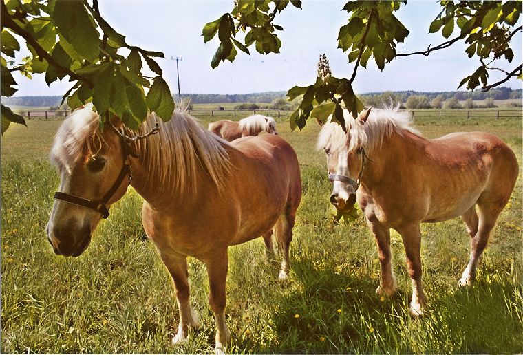 Haflinger - Schimmel - Appaloosa-Pferde - Fohlen - Pferde - Stuten - Hengste