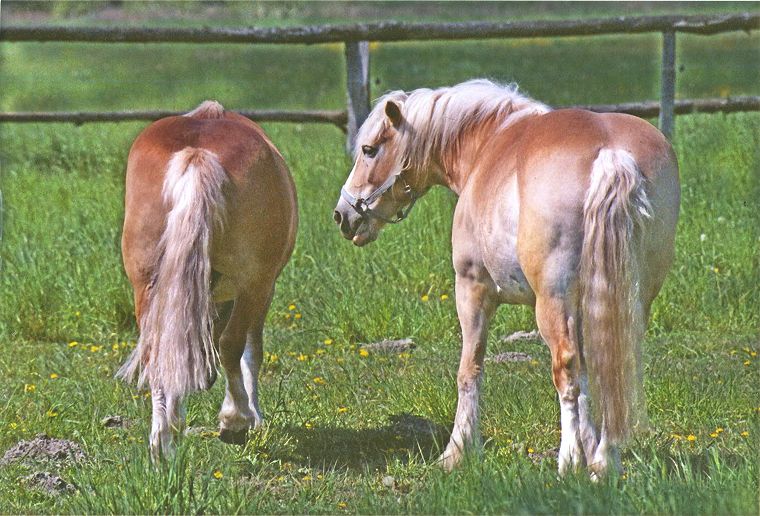 Haflinger - Schimmel - Appaloosa-Pferde - Fohlen - Pferde - Stuten - Hengste