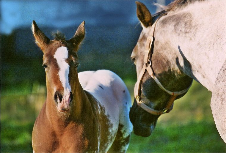 Haflinger - Schimmel - Appaloosa-Pferde - Fohlen - Pferde - Stuten - Hengste