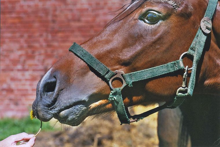 Haflinger - Stute und Fohlen
