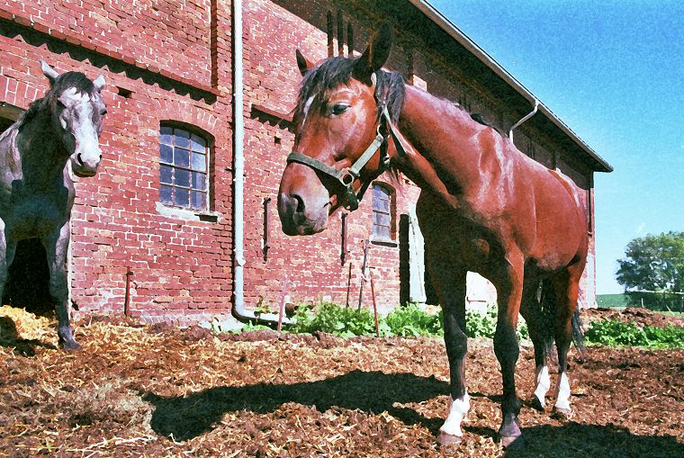 Haflinger - Schimmel - Appaloosa-Pferde - Fohlen - Pferde - Stuten - Hengste