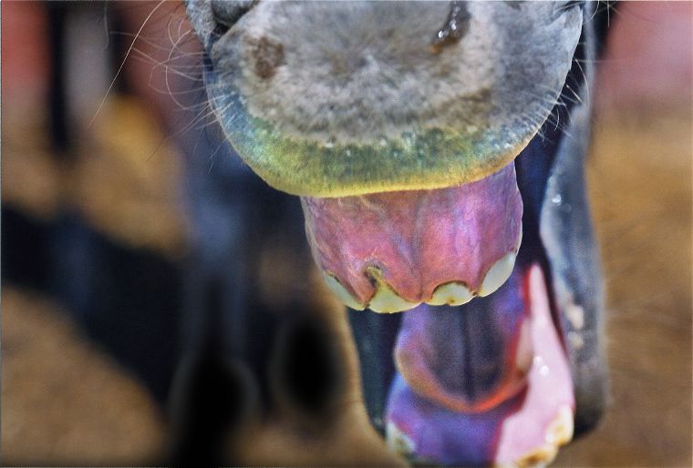 Haflinger - Schimmel - Appaloosa-Pferde - Fohlen - Pferde - Stuten - Hengste
