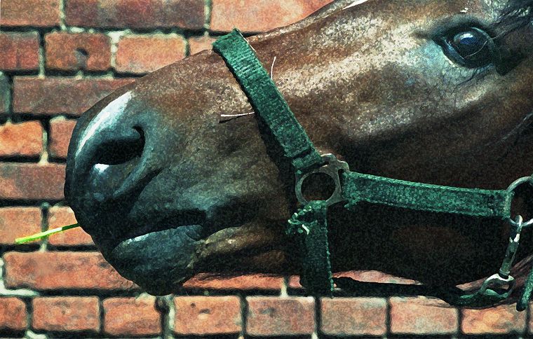 Haflinger - Stute und Fohlen
