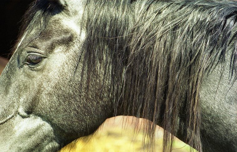 Haflinger - Pferde - Stuten - Hengste