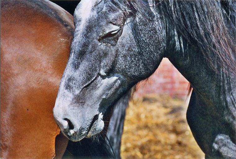 Haflinger - Fohlen - Pferde - Stuten - Hengste