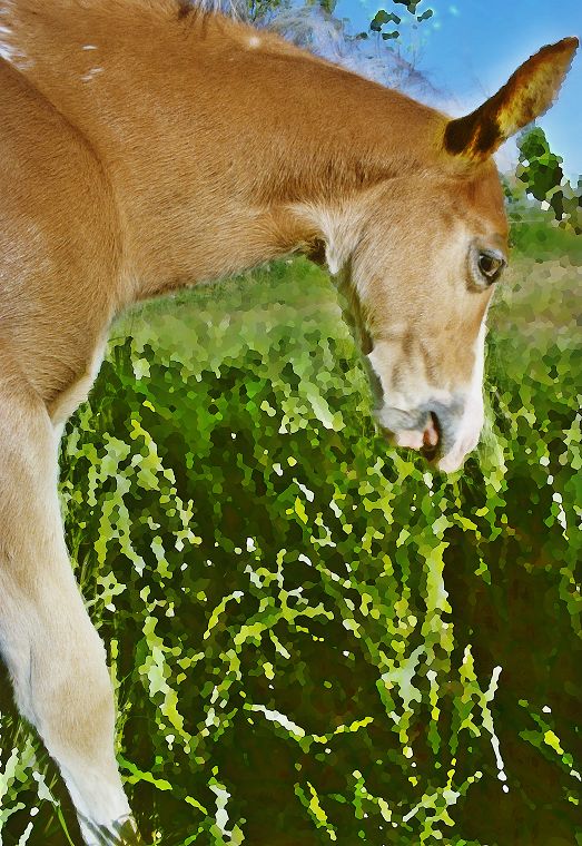 Haflinger - Schimmel - Appaloosa-Pferde - Fohlen - Pferde - Stuten - Hengste