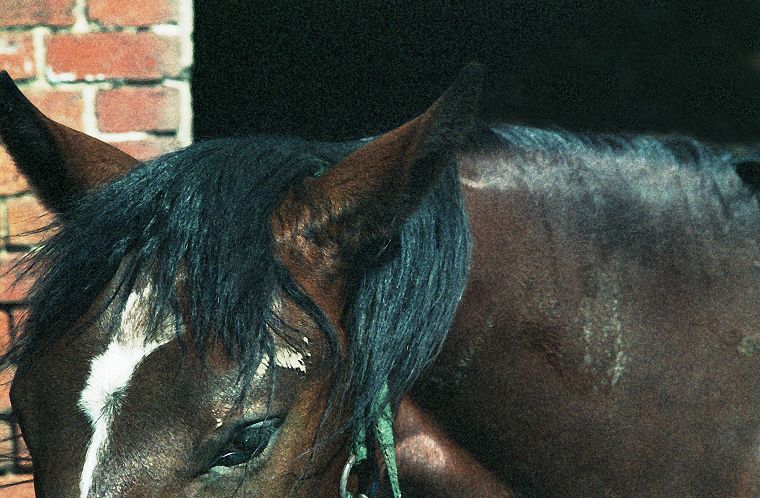 Haflinger - Schimmel - Appaloosa-Pferde - Fohlen - Pferde - Stuten - Hengste