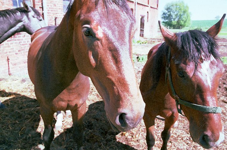 Haflinger - Schimmel - Appaloosa-Pferde - Fohlen - Pferde - Stuten - Hengste