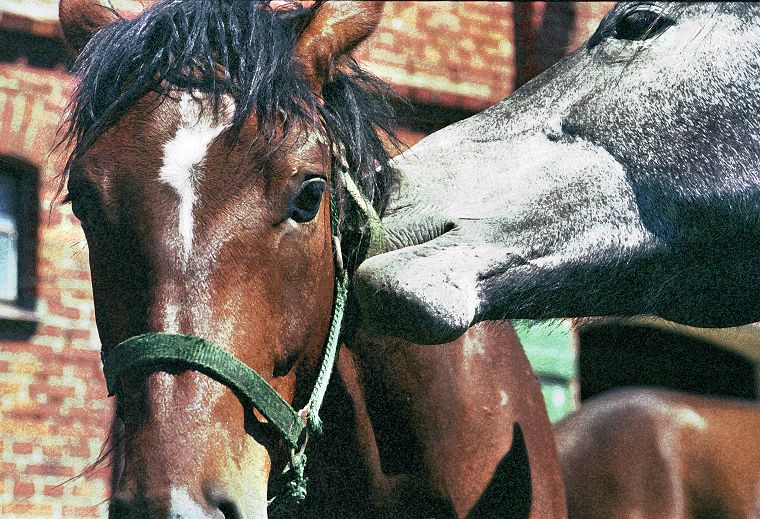 Haflinger - Schimmel - Appaloosa-Pferde - Fohlen - Pferde - Stuten - Hengste