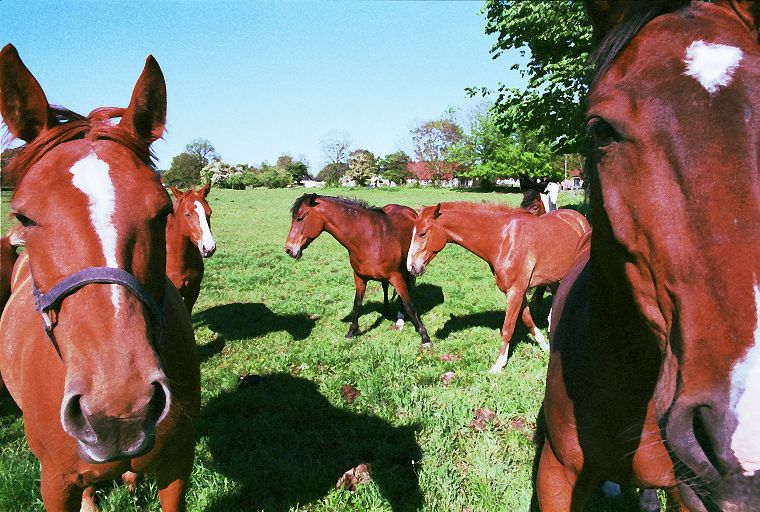 Haflinger - Schimmel - Appaloosa-Pferde - Fohlen - Pferde - Stuten - Hengste
