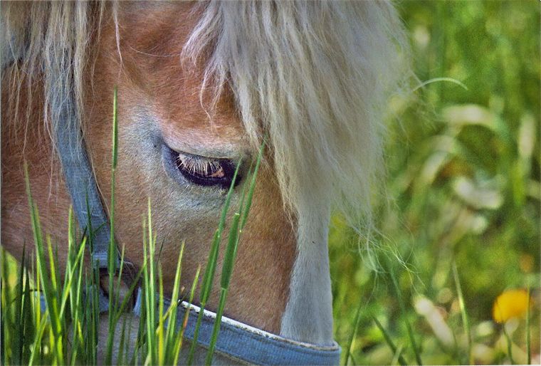 Haflinger - Stute und Fohlen