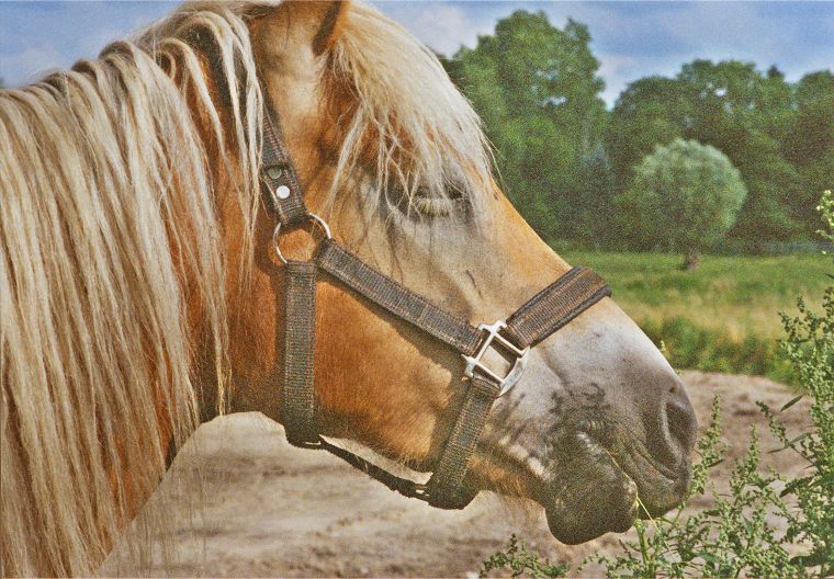 Haflinger - Pferde - Stuten - Hengste