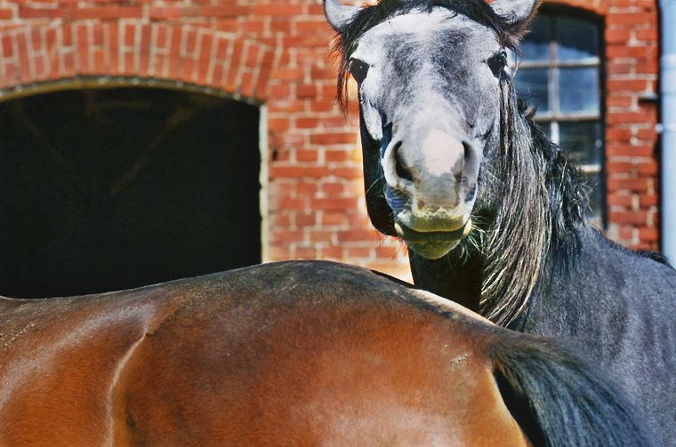 Haflinger - Fohlen - Pferde - Stuten - Hengste