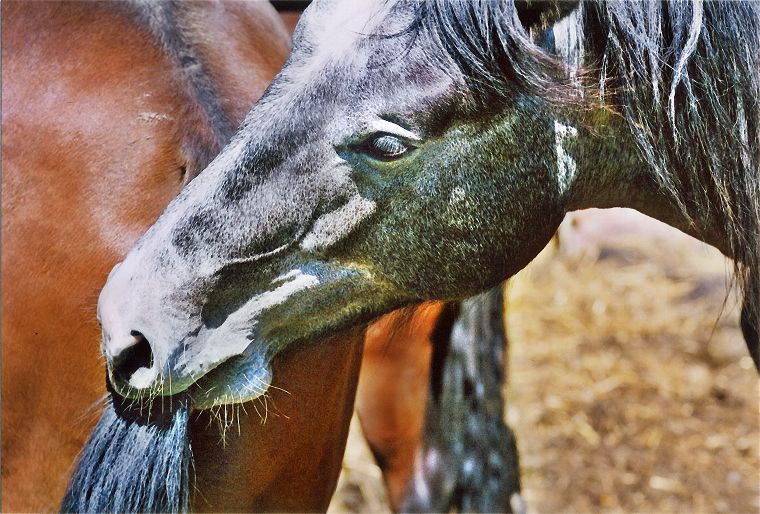 Haflinger - Schimmel - Appaloosa-Pferde - Fohlen - Pferde - Stuten - Hengste