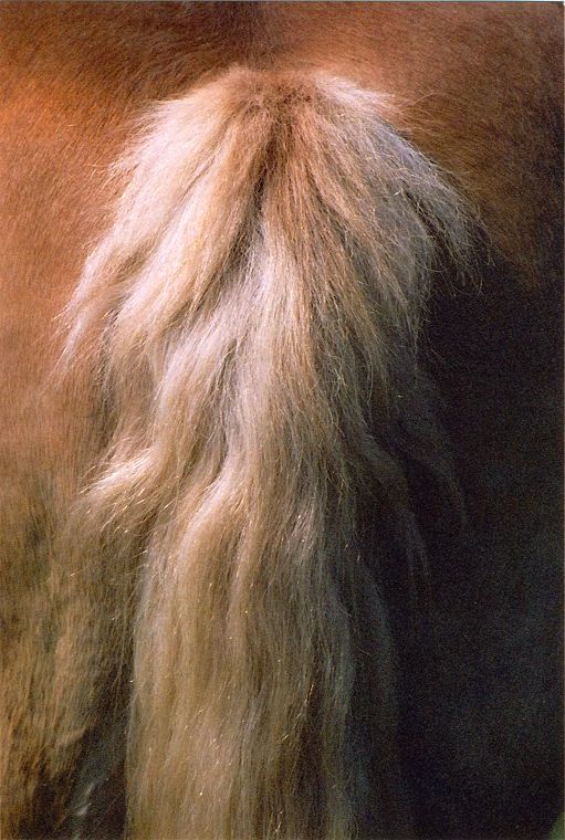 Haflinger - Schimmel - Appaloosa-Pferde - Fohlen - Pferde - Stuten - Hengste