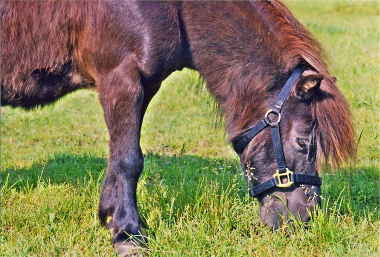 Haflinger - Schimmel - Appaloosa-Pferde - Fohlen - Pferde - Stuten - Hengste