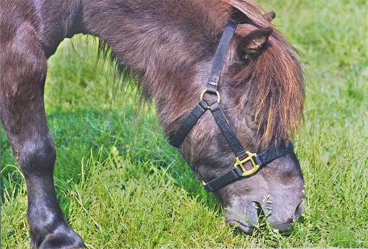 Haflinger - Schimmel - Appaloosa-Pferde - Fohlen - Pferde - Stuten - Hengste
