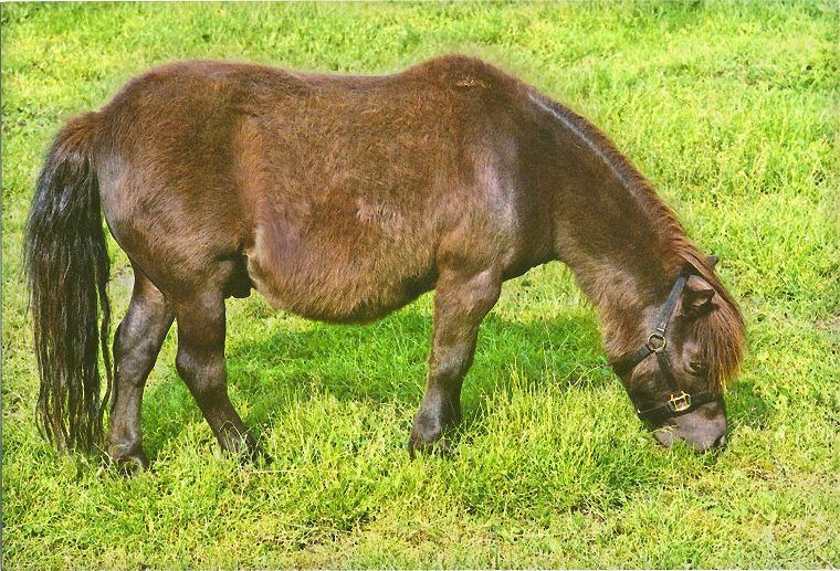 Haflinger - Schimmel - Appaloosa-Pferde - Fohlen - Pferde - Stuten - Hengste