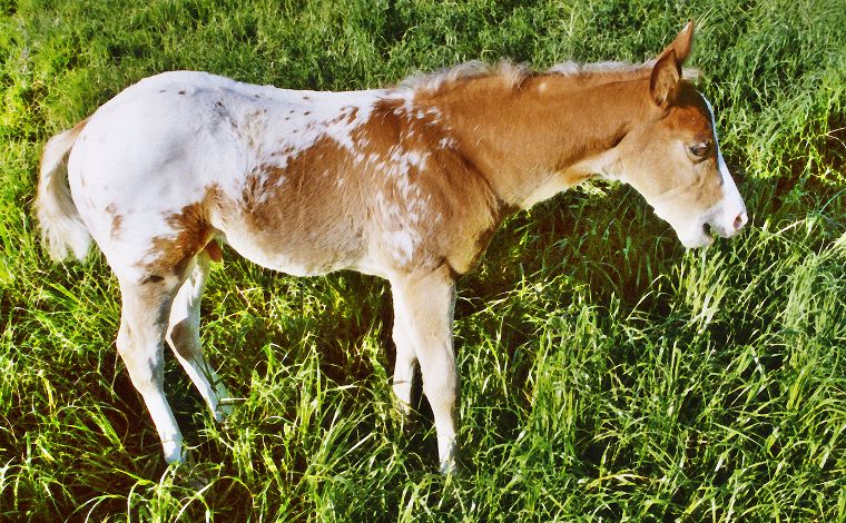 Haflinger - Stute und Fohlen