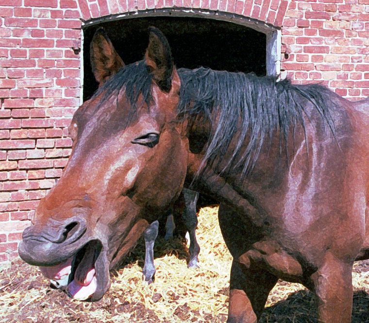 Haflinger - Schimmel - Appaloosa-Pferde - Fohlen - Pferde - Stuten - Hengste