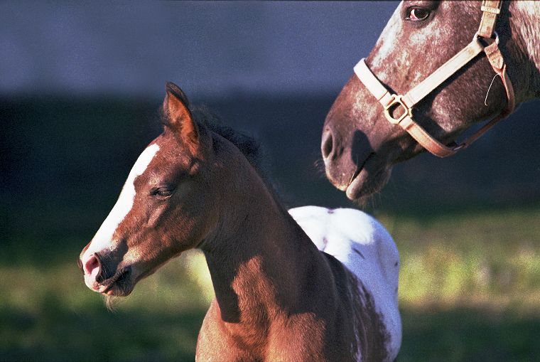 Haflinger - Schimmel - Appaloosa-Pferde - Fohlen - Pferde - Stuten - Hengste