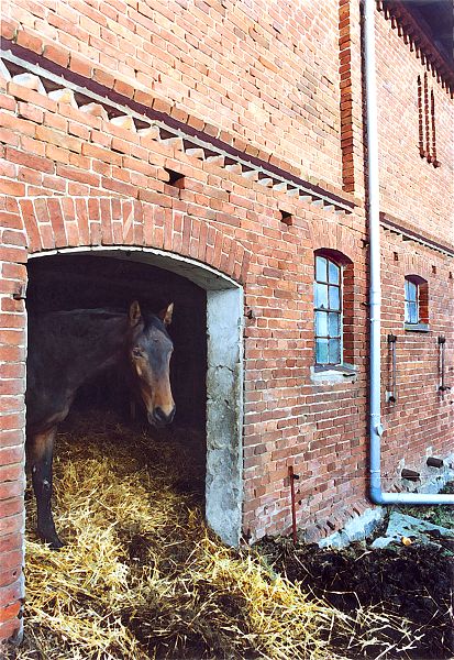 Pferde