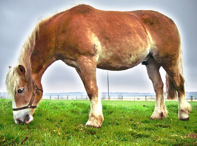 Pferde